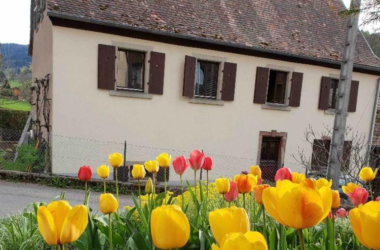 Petit Week End Dans La Vallee Apartment Breitenbach-Haut-Rhin Exterior photo