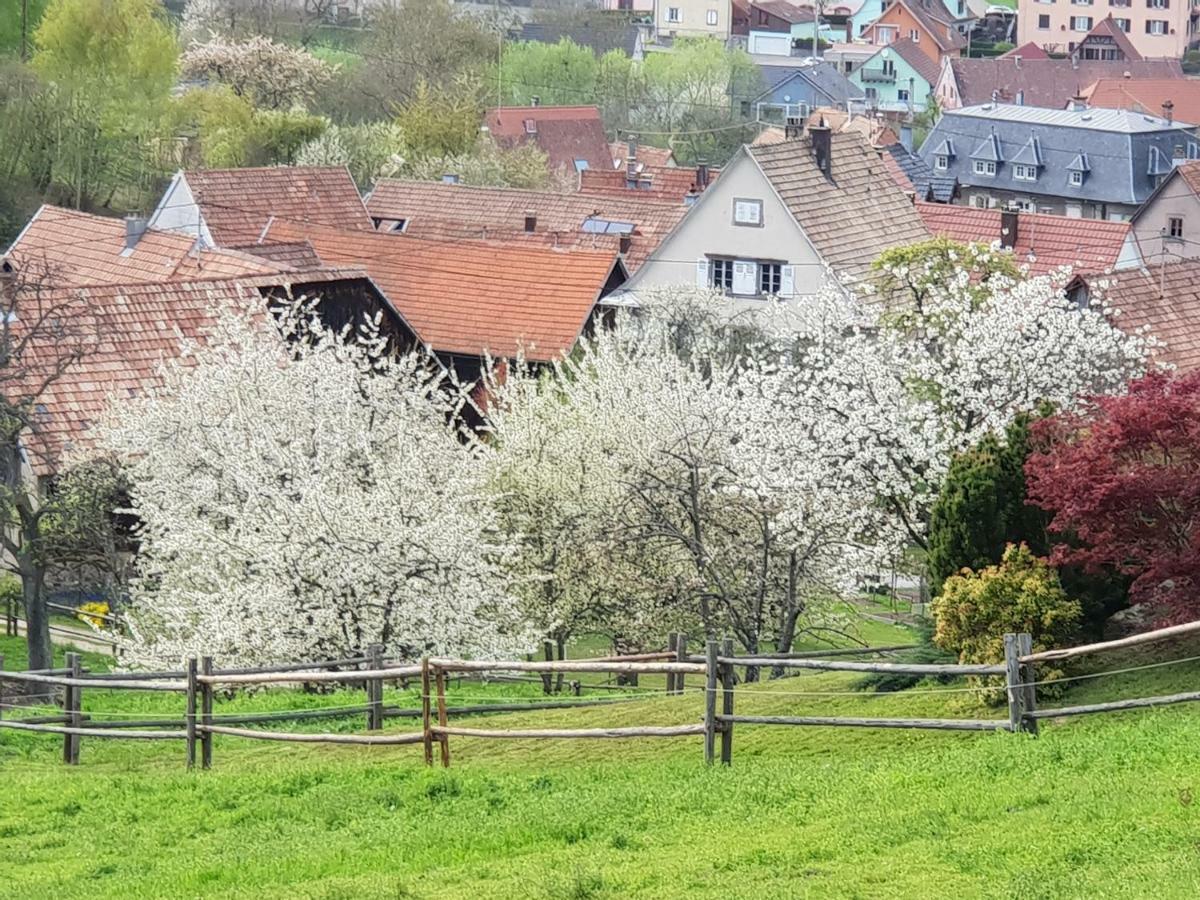 Petit Week End Dans La Vallee Apartment Breitenbach-Haut-Rhin Exterior photo